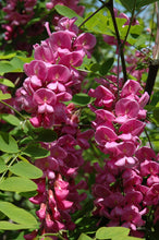 Load image into Gallery viewer, Robinia 'Purple Robe'