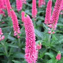 Load image into Gallery viewer, Veronica 'First Love' - Speedwell