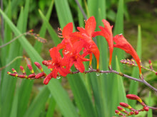 Load image into Gallery viewer, Crocosmia 'Lucifer'
