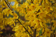 Load image into Gallery viewer, Forsythia 'Lynwood Gold'