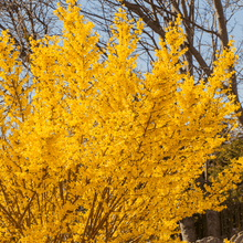 Load image into Gallery viewer, Forsythia 'Lynwood Gold'
