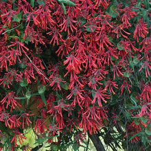 Load image into Gallery viewer, Lonicera semp. 'Major Wheeler'