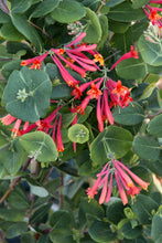 Load image into Gallery viewer, Lonicera semp. 'Major Wheeler'