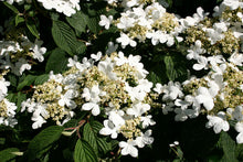 Load image into Gallery viewer, Viburnum plic. ‘Mariesii’