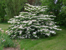 Load image into Gallery viewer, Viburnum plic. ‘Mariesii’