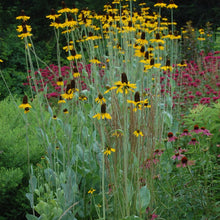 Load image into Gallery viewer, Rudbeckia maxima - Great Coneflower