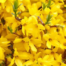 Load image into Gallery viewer, Forsythia 'Meadowlark'