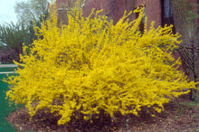 Load image into Gallery viewer, Forsythia 'Meadowlark'