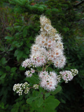 Load image into Gallery viewer, Spiraea alba var. latifolia - Meadowsweet Spiraea
