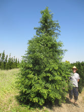Load image into Gallery viewer, Metasequoia glyptostroboides

