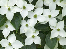 Load image into Gallery viewer, Cornus kousa 'Milky Way Select' - Dogwood