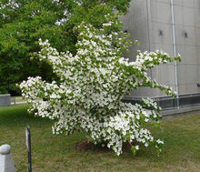 Load image into Gallery viewer, Cornus kousa 'Milky Way Select' - Dogwood