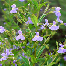 Load image into Gallery viewer, Mimulus ringens - Monkey Flower