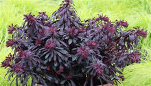 Load image into Gallery viewer, Euphorbia 'Miner's Merlot'