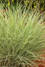 Load image into Gallery viewer, Miscanthus s. ‘Morning Light' - Japanese Silver Grass