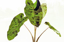 Load image into Gallery viewer, Colocasia 'Mojito'