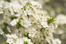 Load image into Gallery viewer, Prunus 'Montmorency' - Sour Cherry