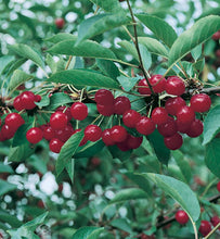 Load image into Gallery viewer, Prunus 'Montmorency' - Sour Cherry
