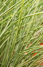 Load image into Gallery viewer, Miscanthus s. ‘Morning Light' - Japanese Silver Grass