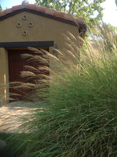 Load image into Gallery viewer, Miscanthus s. ‘Morning Light' - Japanese Silver Grass