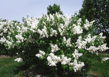 Load image into Gallery viewer, Syringa x hy. 'Mount Baker' - Lilac