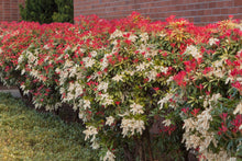 Load image into Gallery viewer, Pieris jap. 'Mountain Fire'