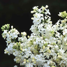 Load image into Gallery viewer, Syringa x hy. 'Mount Baker' - Lilac