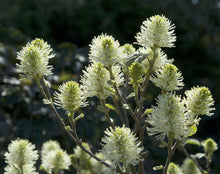 Load image into Gallery viewer, Fothergilla 'Mt Airy'