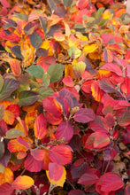 Load image into Gallery viewer, Fothergilla 'Mt Airy'