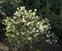Load image into Gallery viewer, Fothergilla 'Mt Airy'
