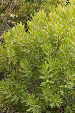 Load image into Gallery viewer, Myrica pensylvanica - Bayberry