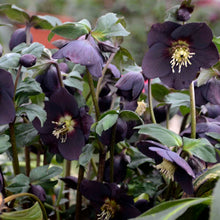 Load image into Gallery viewer, Helleborus 'New York Night' - Lenten Rose