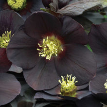 Load image into Gallery viewer, Helleborus 'New York Night' - Lenten Rose