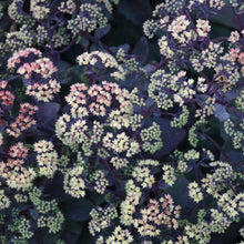 Load image into Gallery viewer, Sedum 'Night Light'