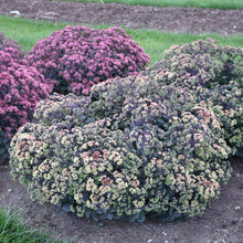 Load image into Gallery viewer, Sedum 'Night Light'