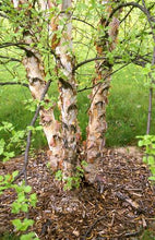 Load image into Gallery viewer, Betula nigra 'Heritage' - River Birch
