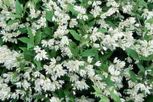Load image into Gallery viewer, Deutzia grac. 'Nikko'