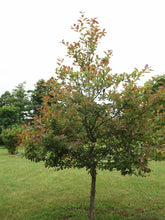 Load image into Gallery viewer, Nyssa syl. 'Wildfire