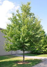 Load image into Gallery viewer, Acer rubrum 'October Glory' - Red Maple