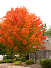 Load image into Gallery viewer, Acer rubrum 'October Glory' - Red Maple
