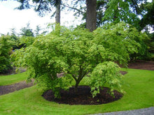 Load image into Gallery viewer, Acer palmatum 'Omure Yama' - Japanese Maple