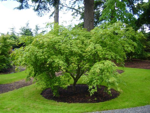 Acer palmatum 'Omure Yama' - Japanese Maple