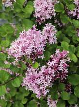 Load image into Gallery viewer, Syringa meyeri 'Palibin'