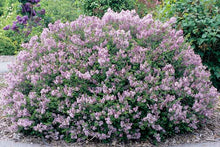 Load image into Gallery viewer, Syringa meyeri 'Palibin'