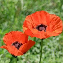 Load image into Gallery viewer, Papaver or. 'Brilliant'