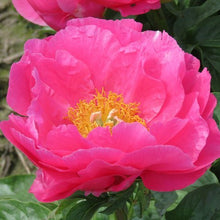 Load image into Gallery viewer, Paeonia 'Paula Fay' - Peony