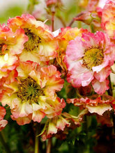 Load image into Gallery viewer, Geum 'Petticoats Peach'