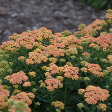Load image into Gallery viewer, Achillea 'Firefly Peach Sky' - Yarrow