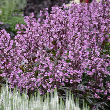 Load image into Gallery viewer, Penstemon digitalis 'Midnight Masquerade'