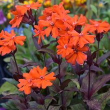 Load image into Gallery viewer, Lychnis 'Orange Dwarf'